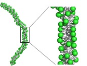 Chromatin